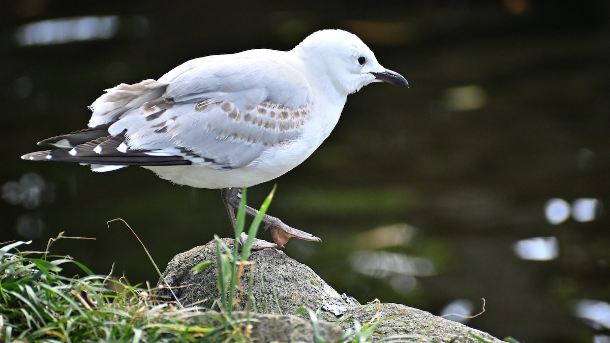 Silver Gull - ML659506863