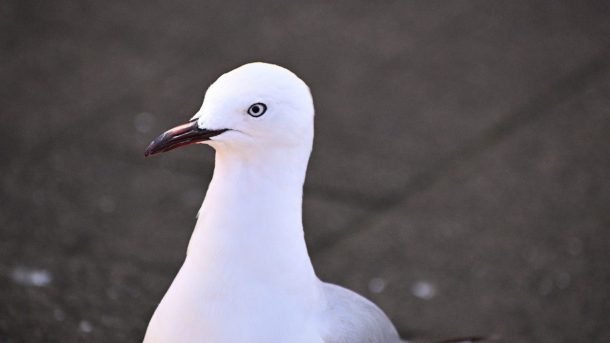 Silver Gull - ML659506893