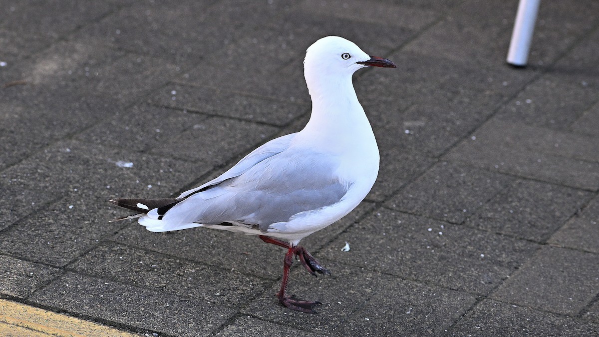 Silver Gull - ML659506941