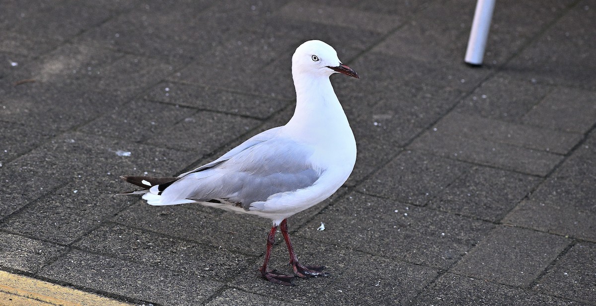 Silver Gull - ML659506946