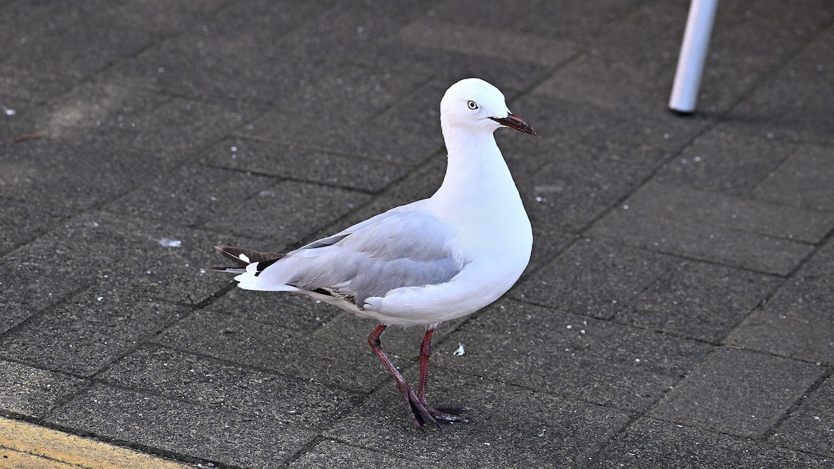 Silver Gull - ML659506954