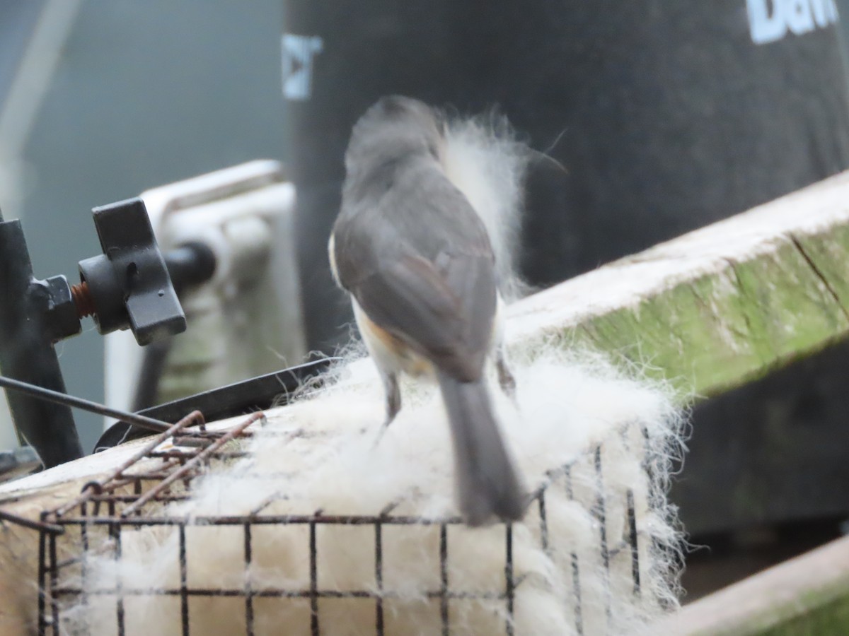 Mésange bicolore - ML659507883