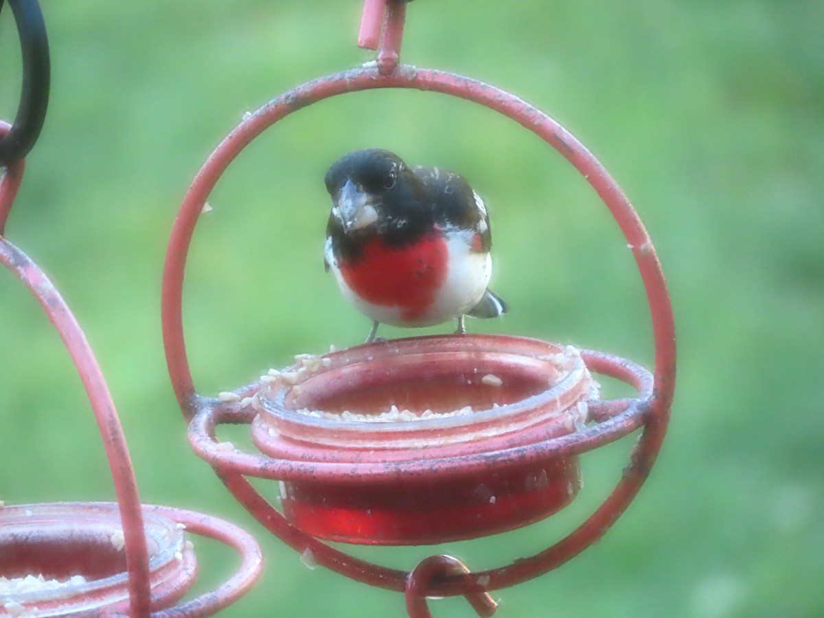 Cardinal à poitrine rose - ML659507954