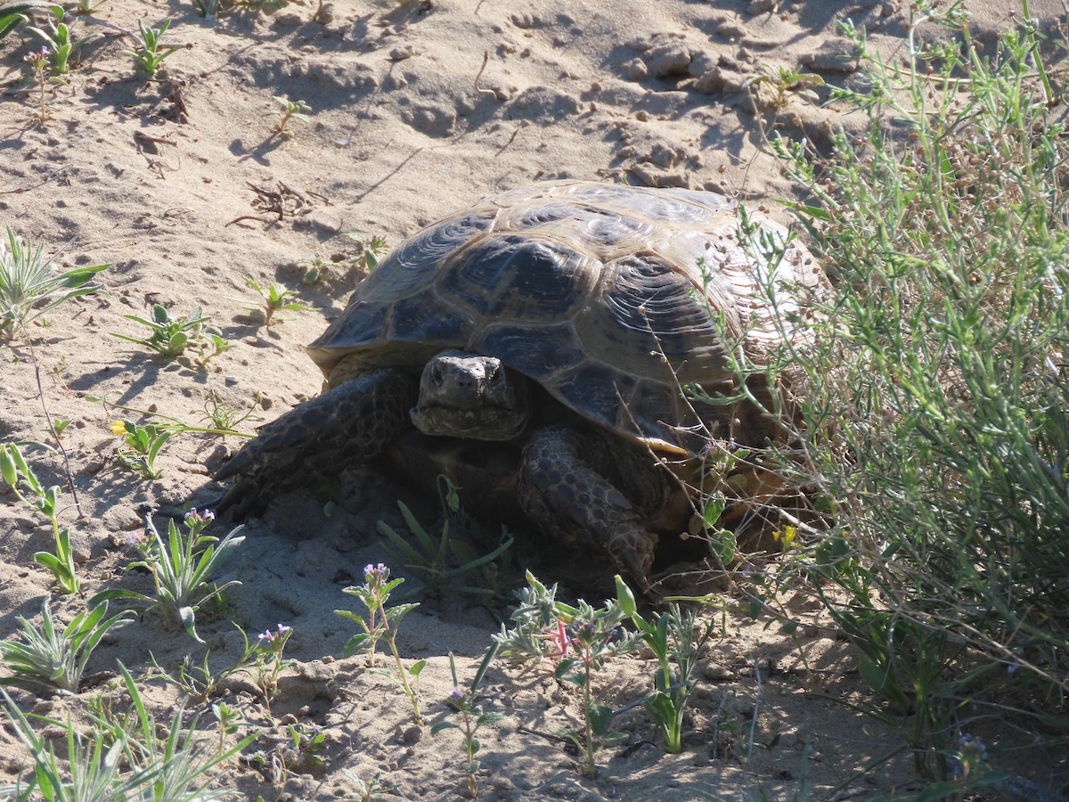 Kazachstan Steppe Tortoise - ML659509343