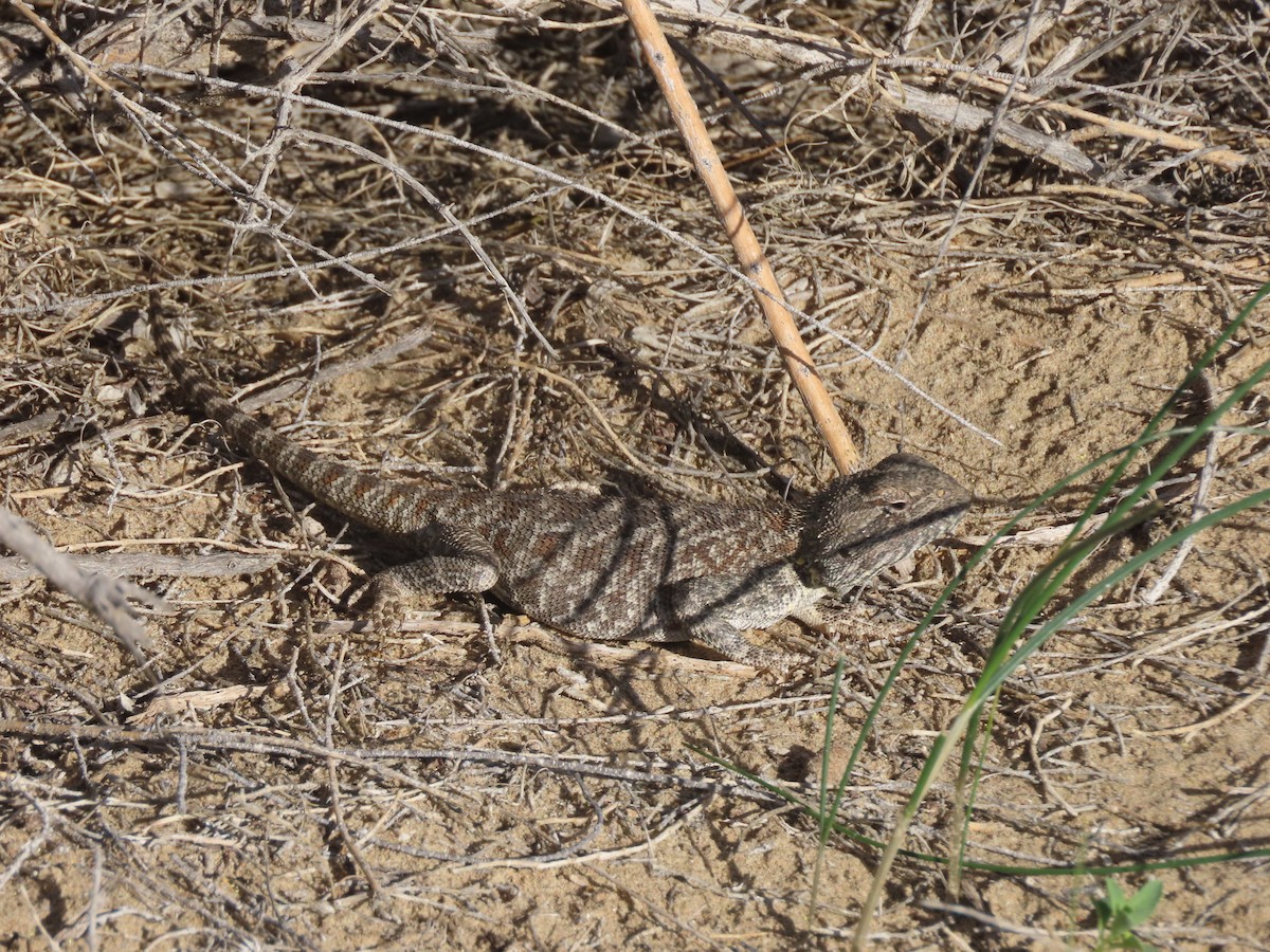 Central Asian Toadhead Agama - ML659509344