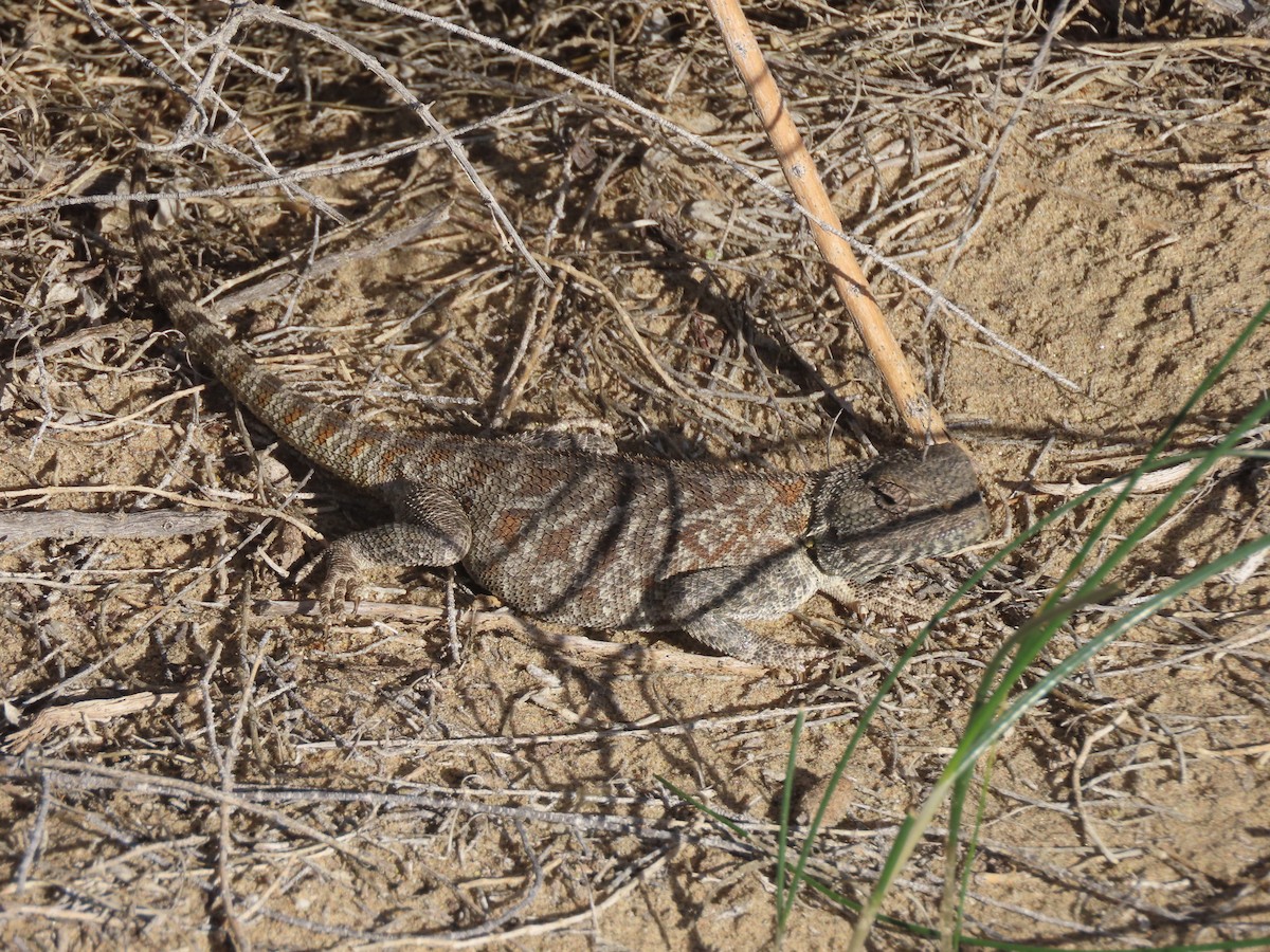 Central Asian Toadhead Agama - ML659509345