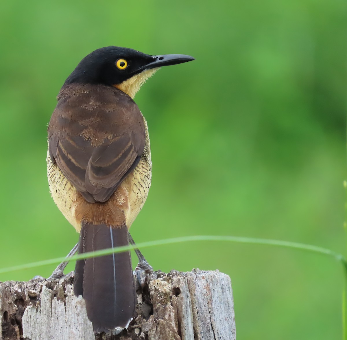 Black-capped Donacobius - ML659509613