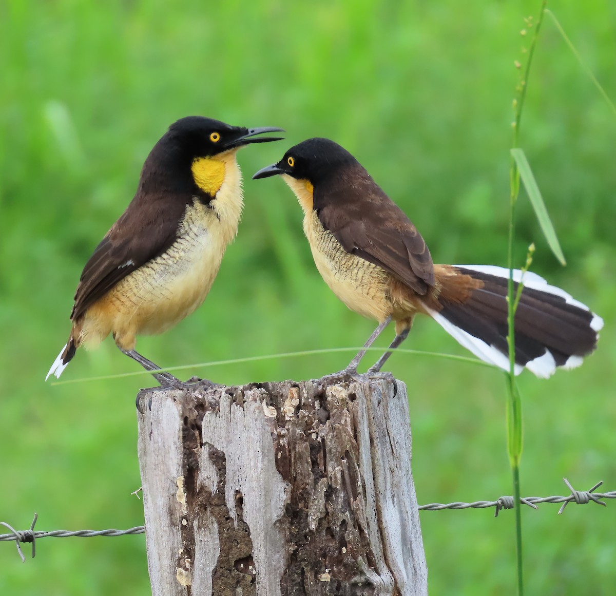 Black-capped Donacobius - ML659509653