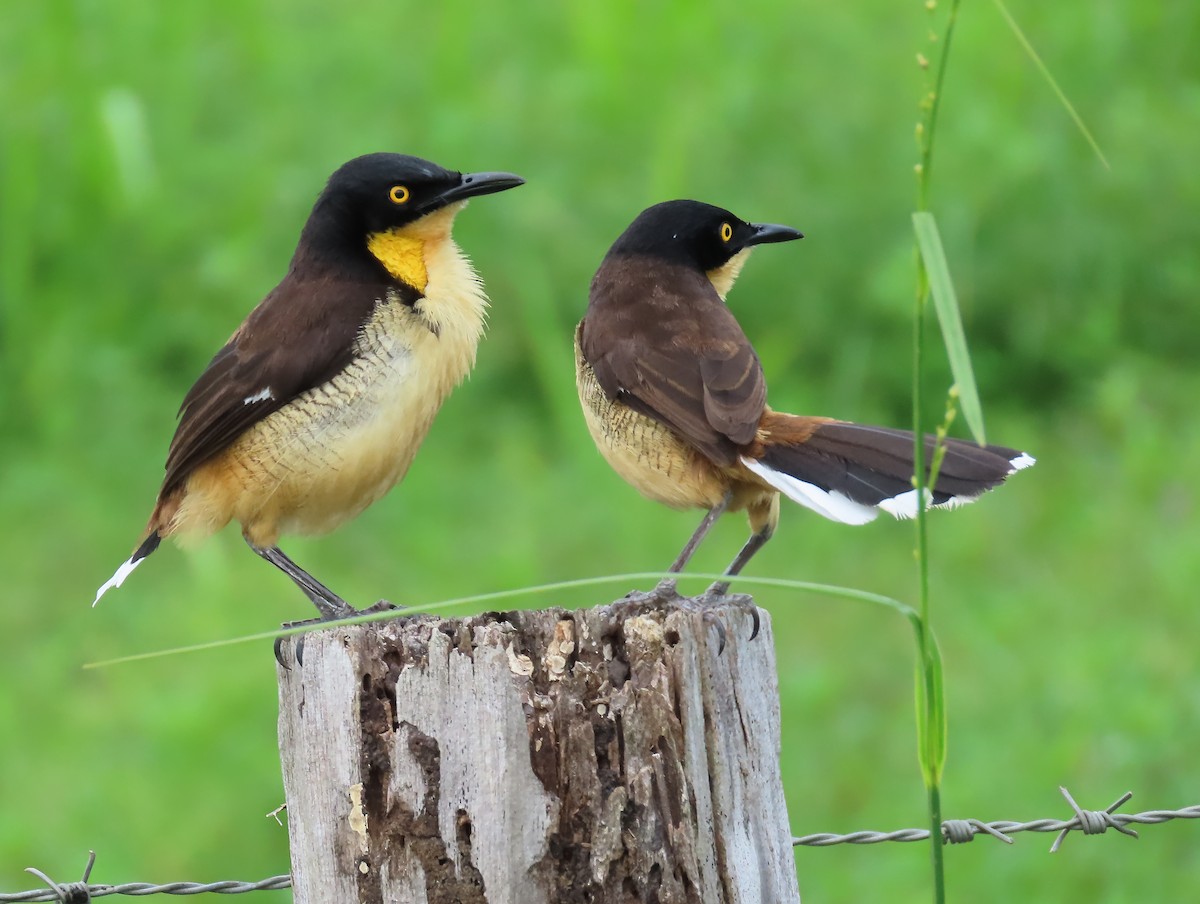 Black-capped Donacobius - ML659509690