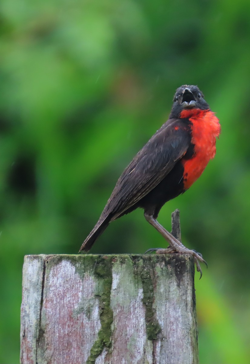 Red-breasted Meadowlark - ML659509736