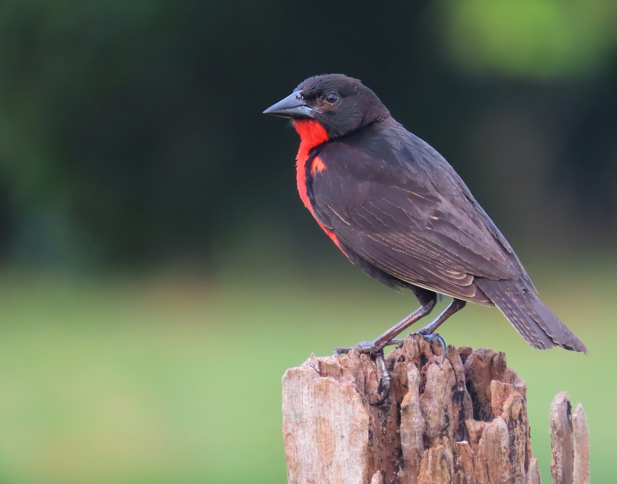 Red-breasted Meadowlark - ML659509796