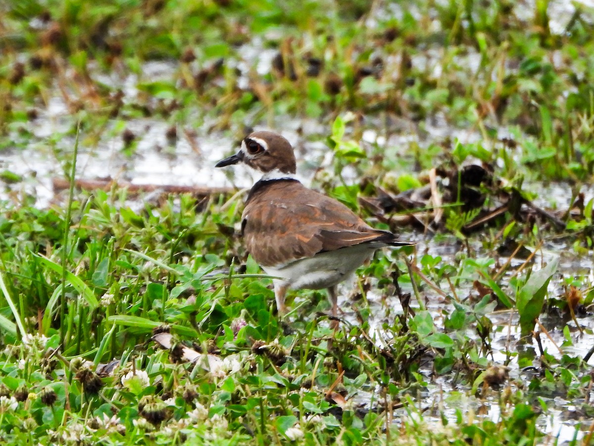 Killdeer - ML659510400