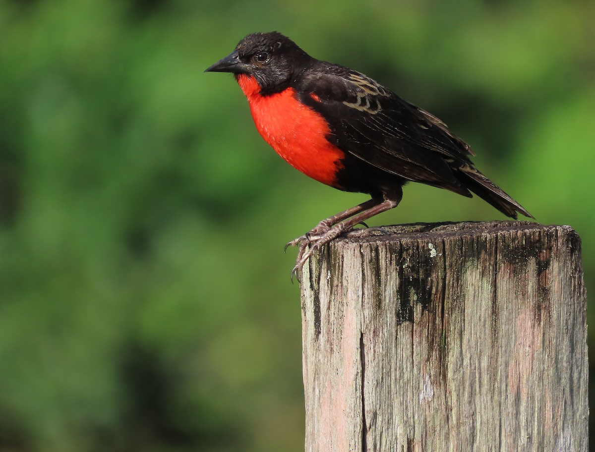 Red-breasted Meadowlark - ML659510450