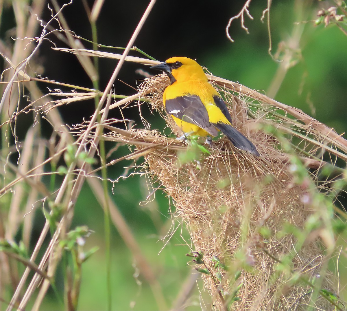 Yellow Oriole - ML659510468