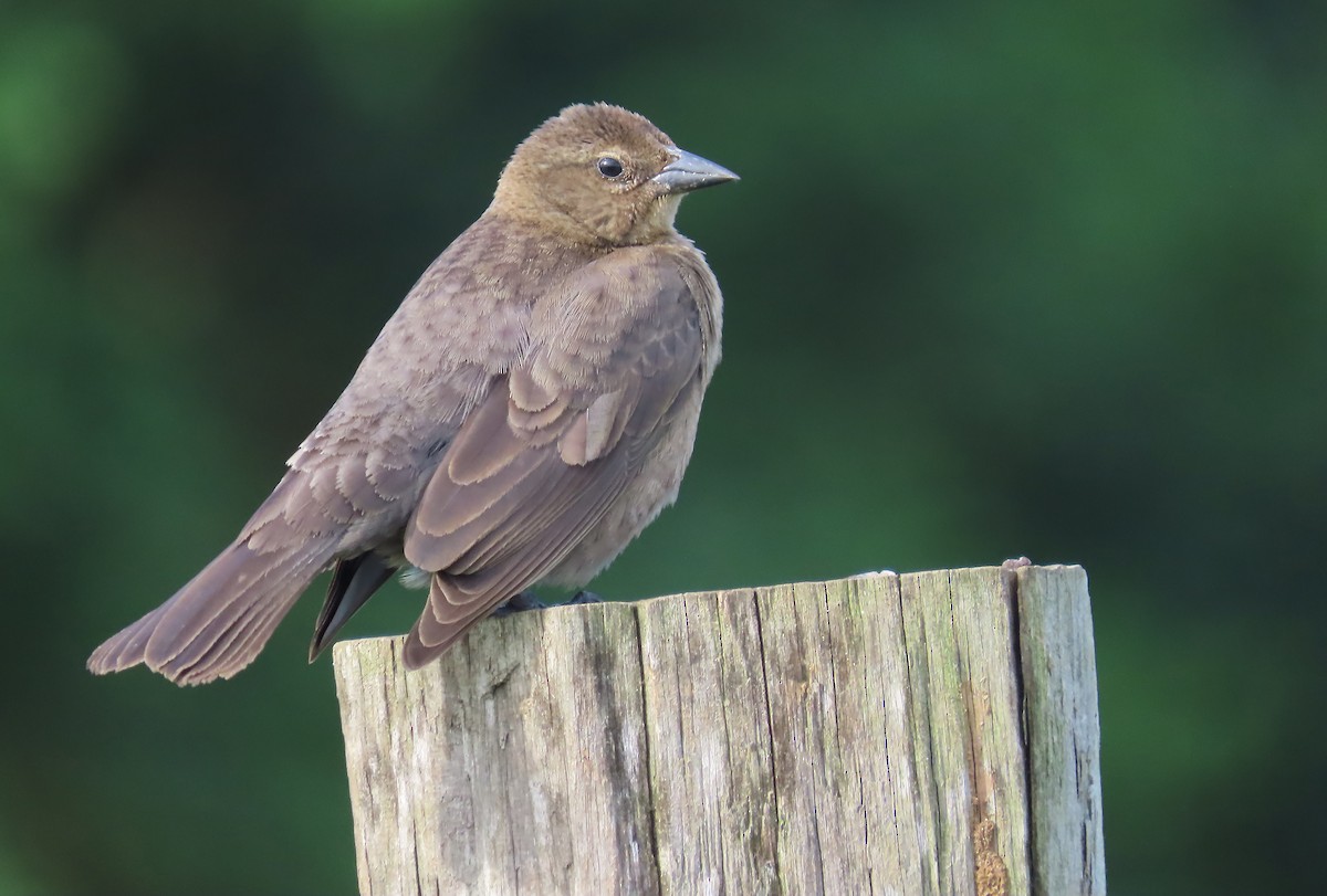 Shiny Cowbird - ML659510522