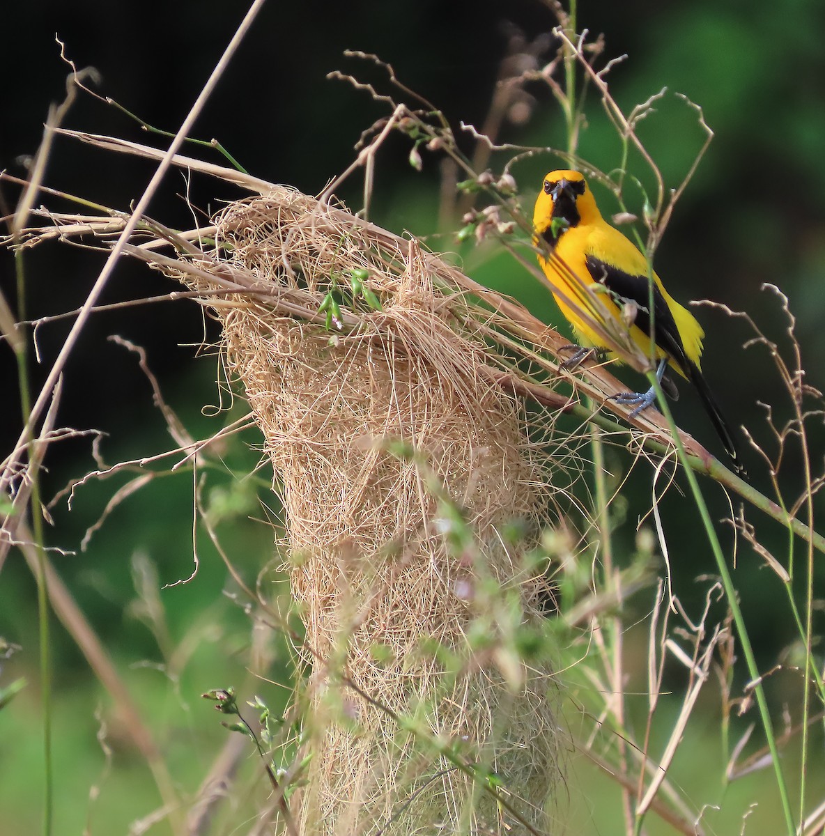 Yellow Oriole - ML659510616