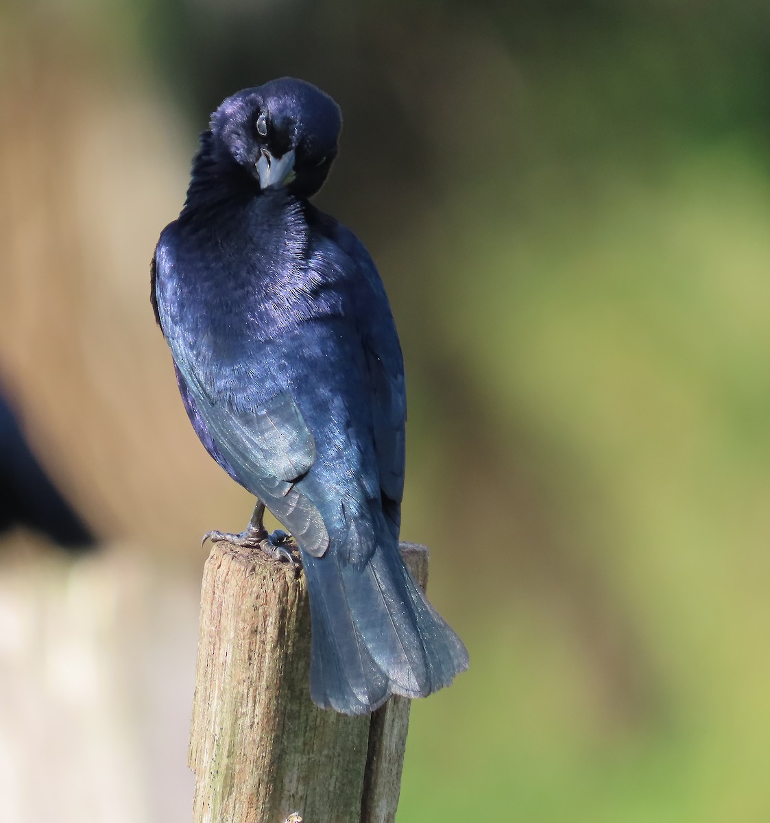 Shiny Cowbird - ML659510633