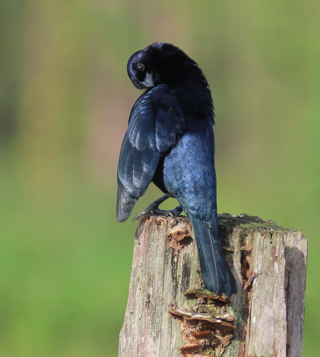 Shiny Cowbird - ML659510647
