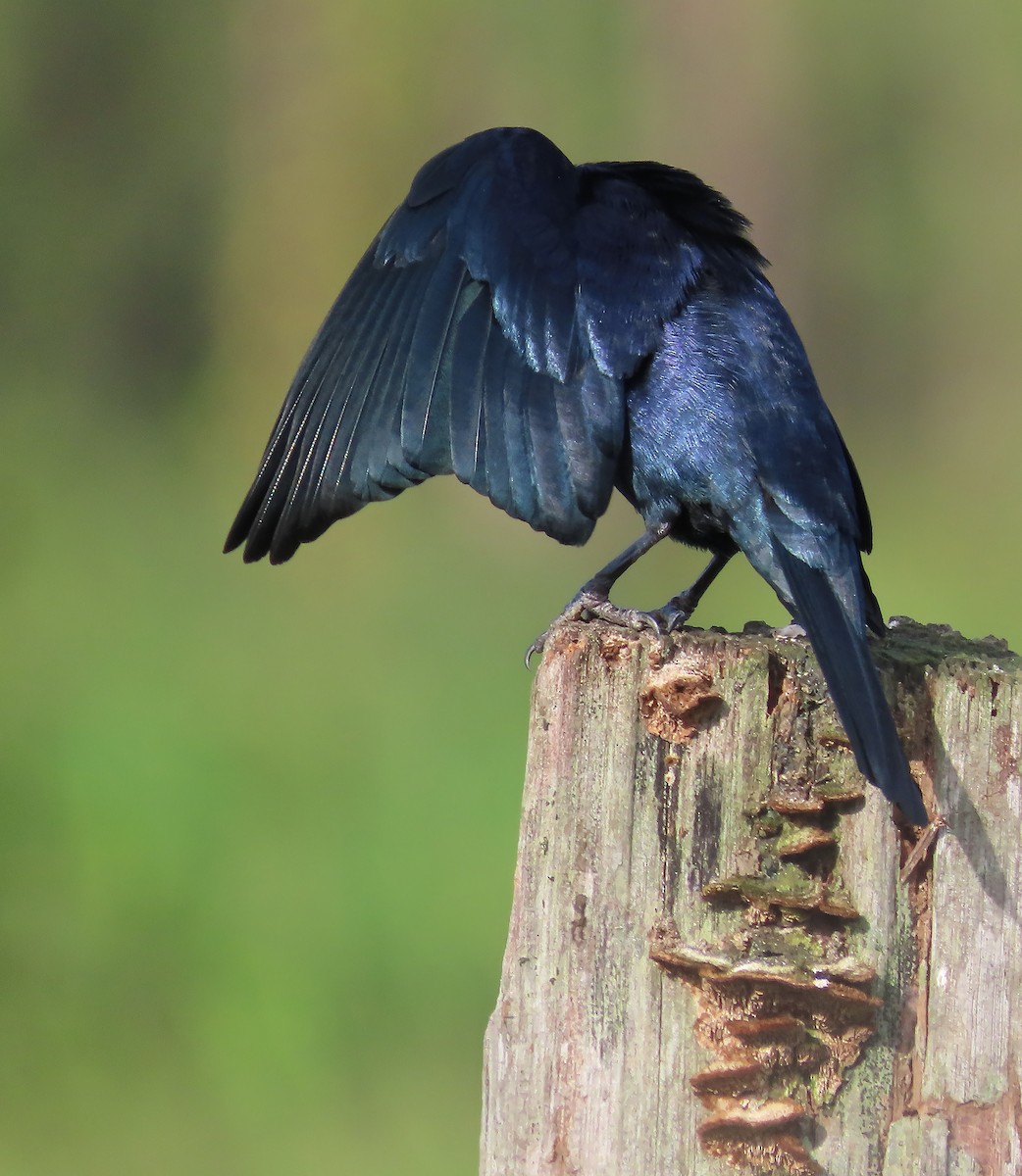 Shiny Cowbird - ML659510674