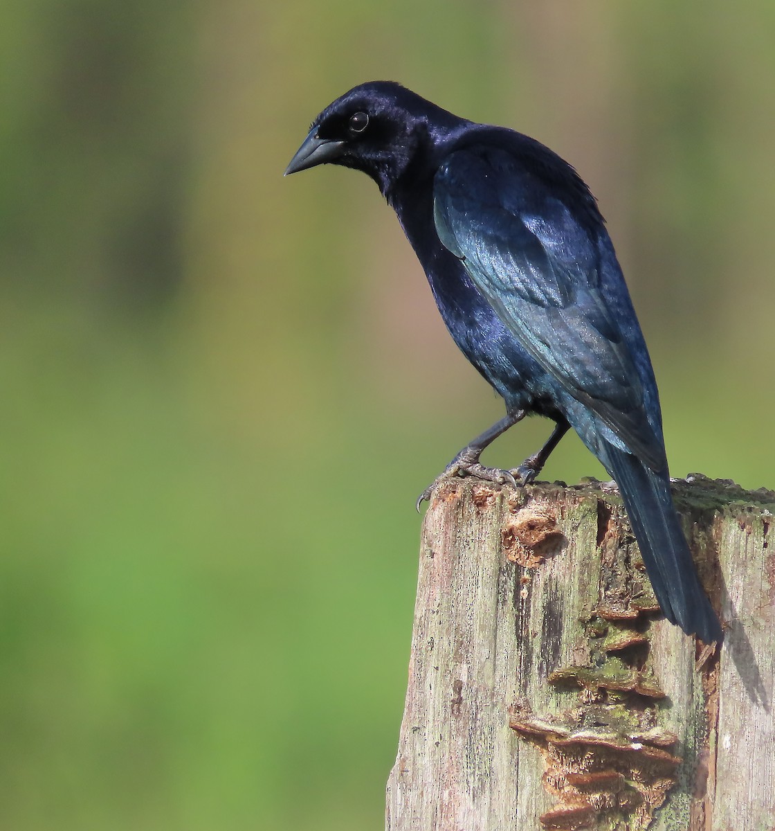 Shiny Cowbird - ML659510693
