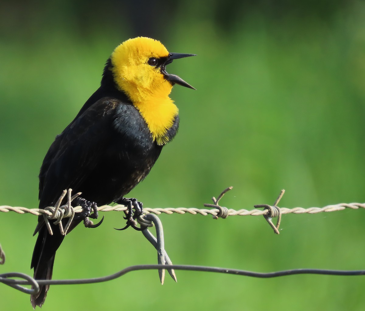 Yellow-hooded Blackbird - ML659510717