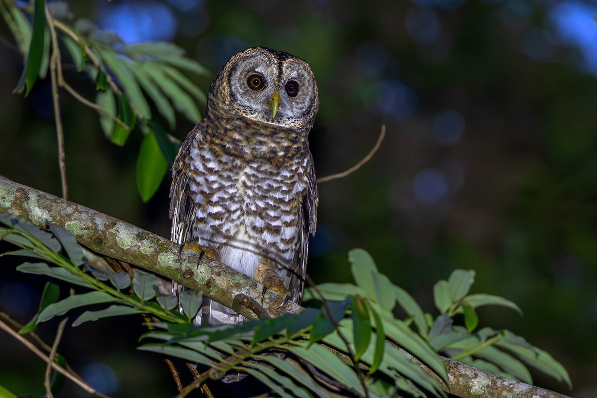 Rusty-barred Owl - ML659510726