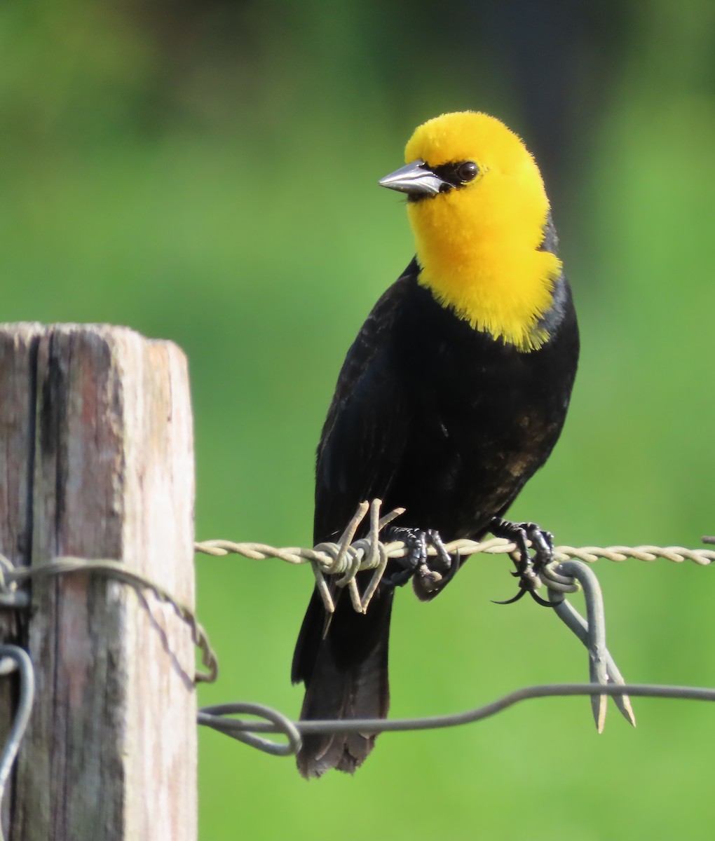 Yellow-hooded Blackbird - ML659510740