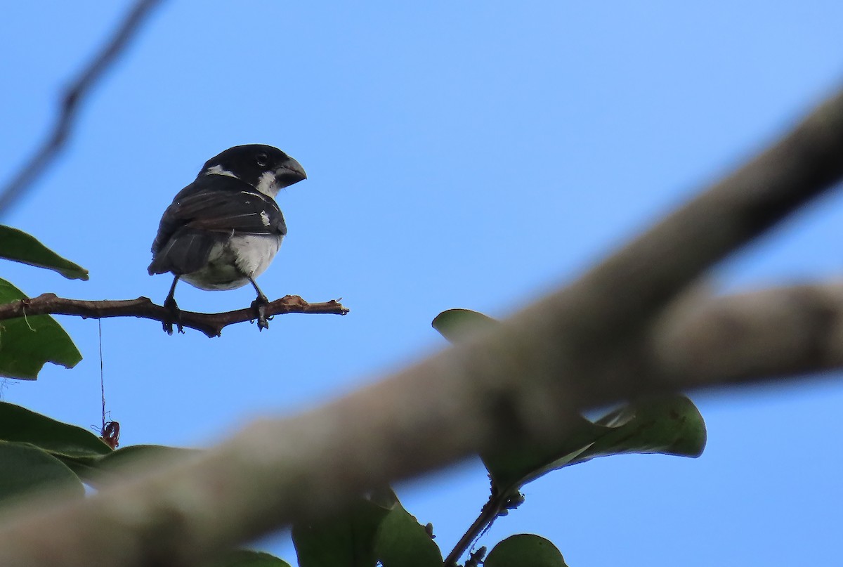 Wing-barred Seedeater - ML659510748