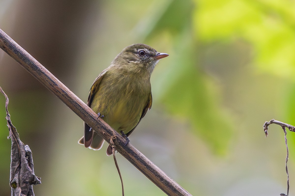 Rough-legged Tyrannulet - ML659510807