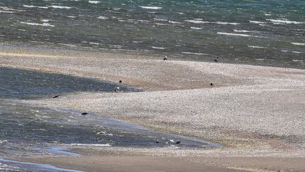 South Island Oystercatcher - ML659510835