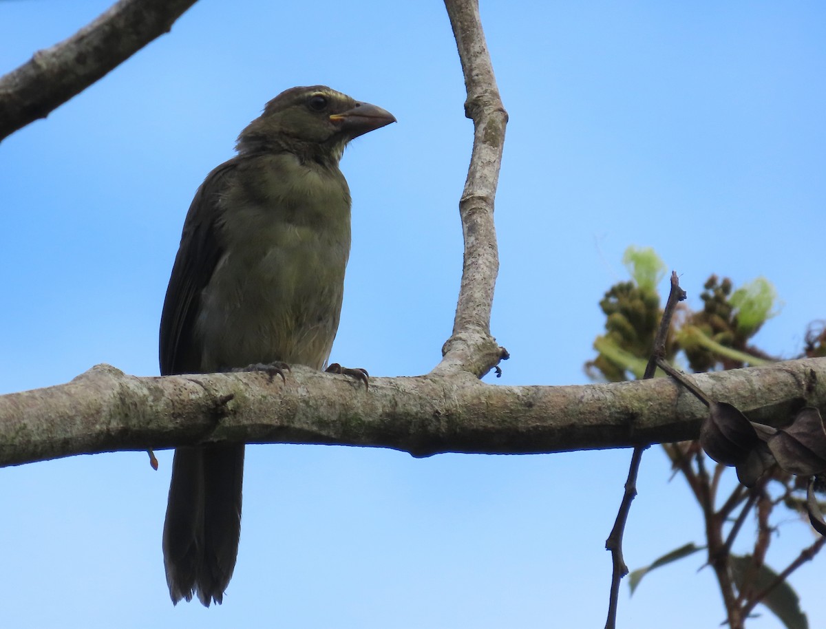 Olive-gray Saltator - ML659510904
