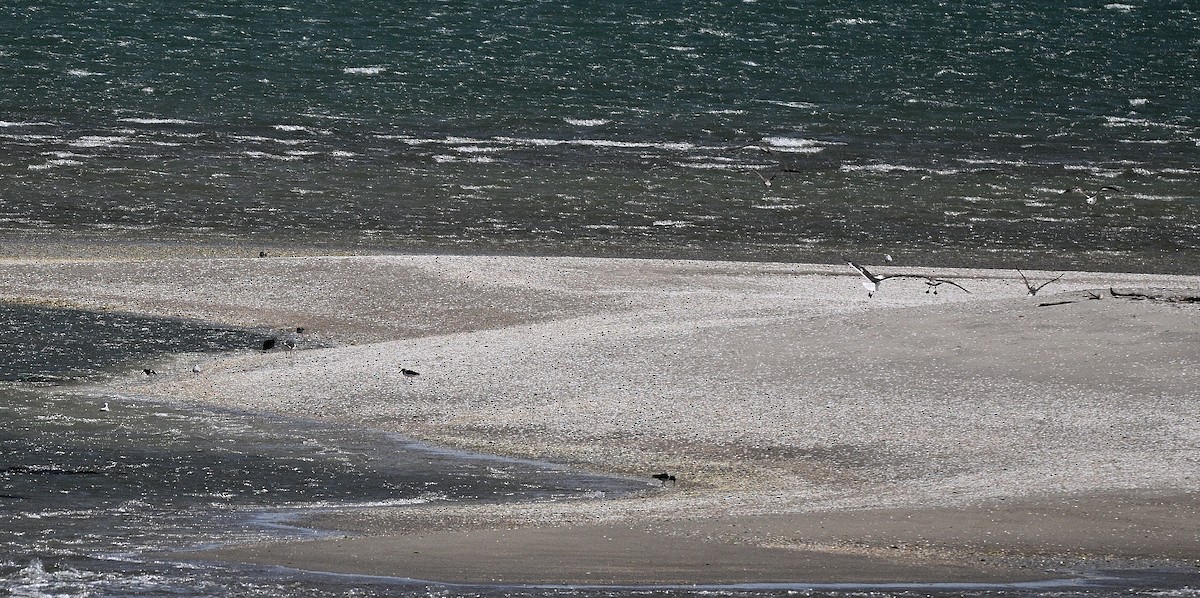 South Island Oystercatcher - ML659510993