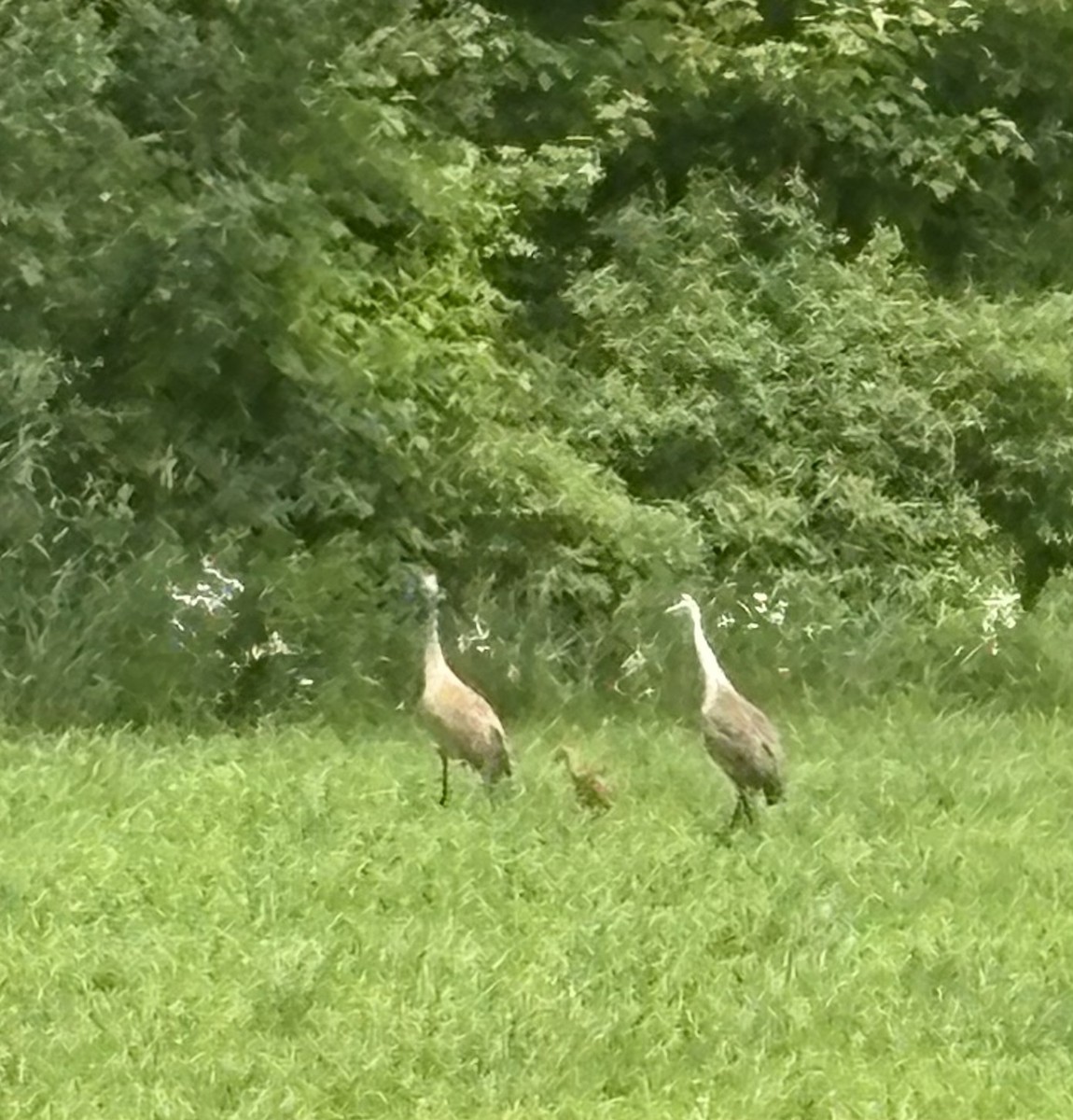 Sandhill Crane - ML659510997