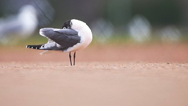 Franklin's Gull - ML659511830