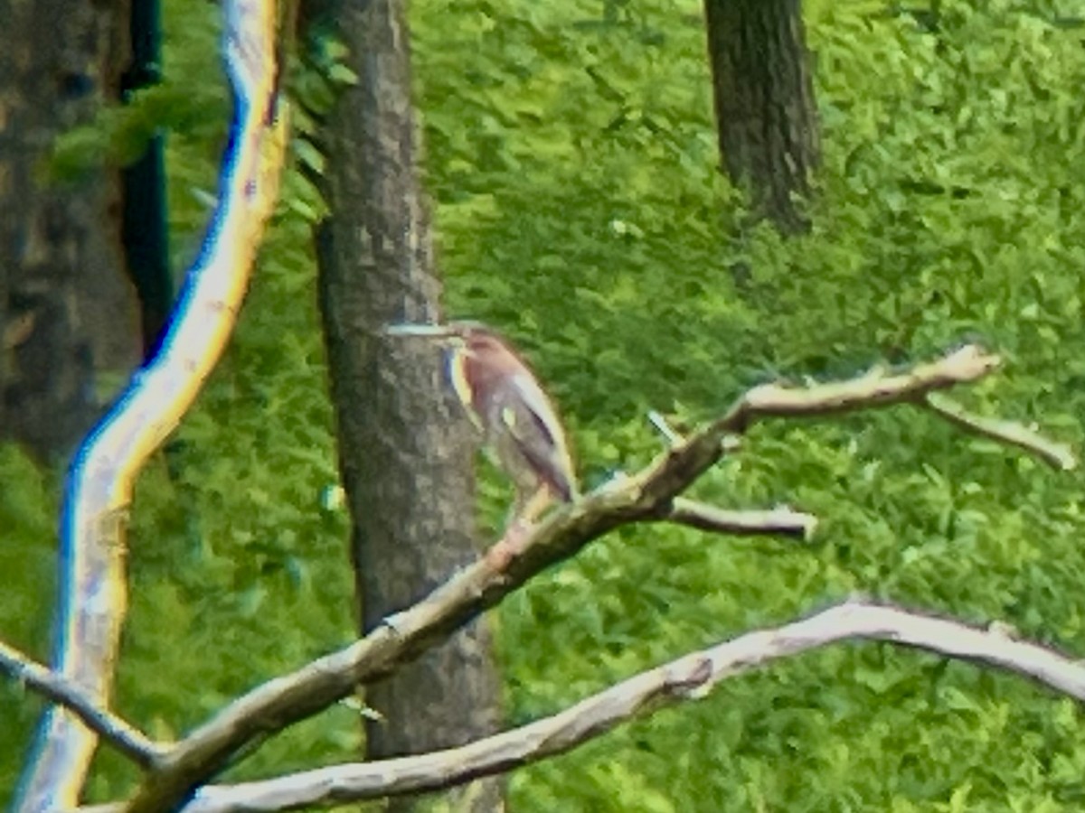 Green Heron - ML659512224