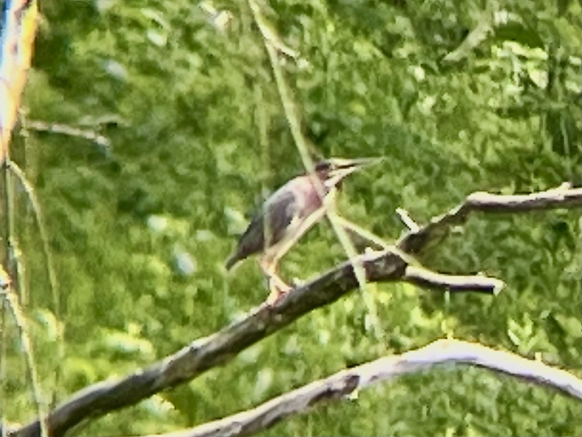 Green Heron - ML659512225