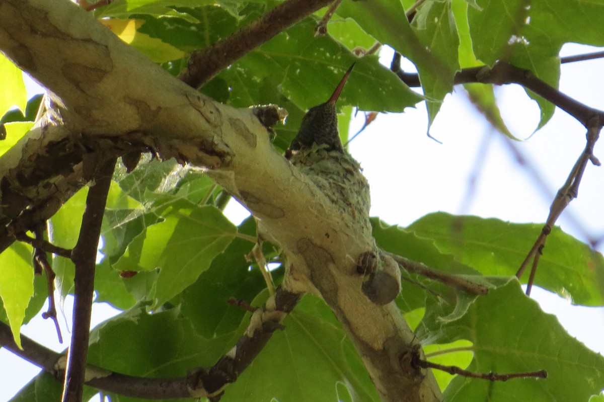 Berylline Hummingbird - ML659512332