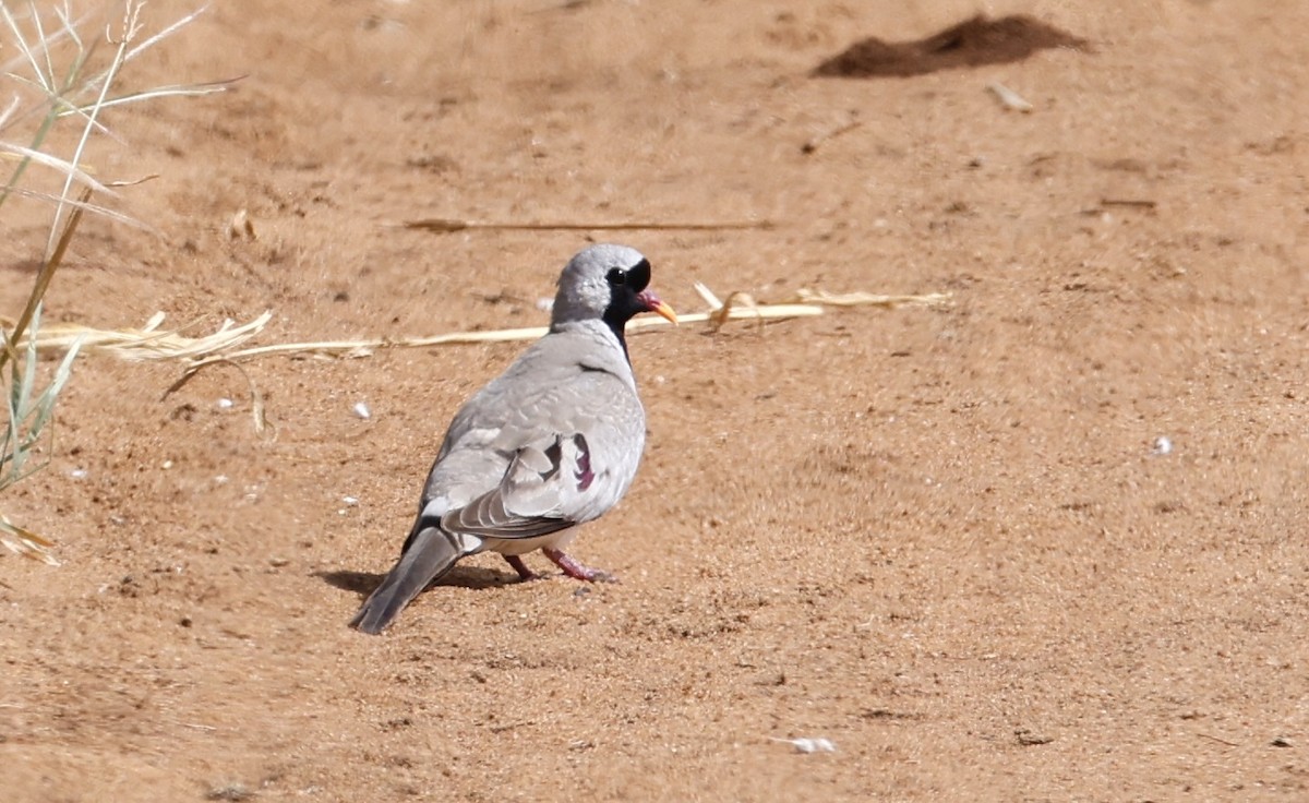 Namaqua Dove - ML659513172