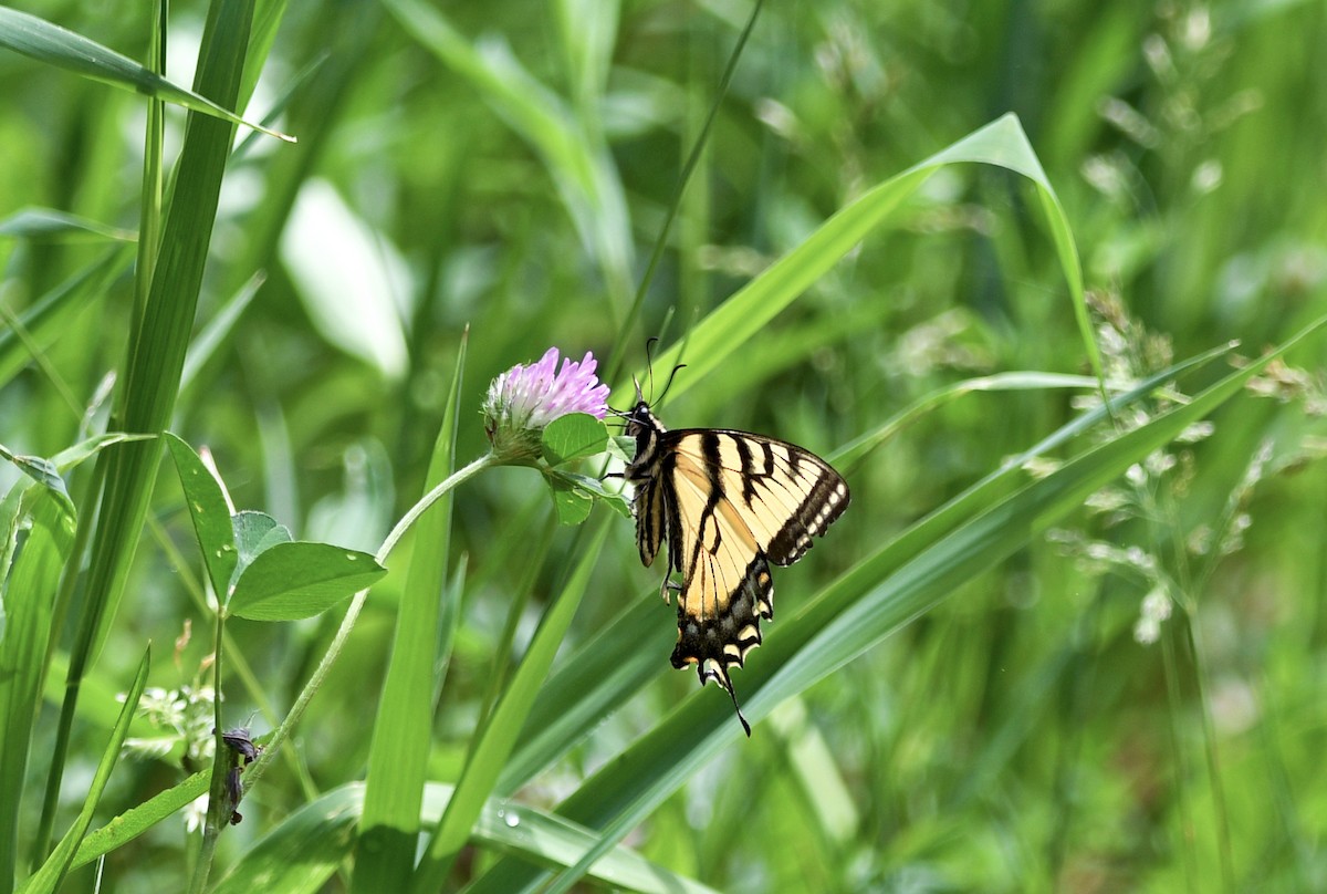 papillon tigré de l'Est - ML659513997
