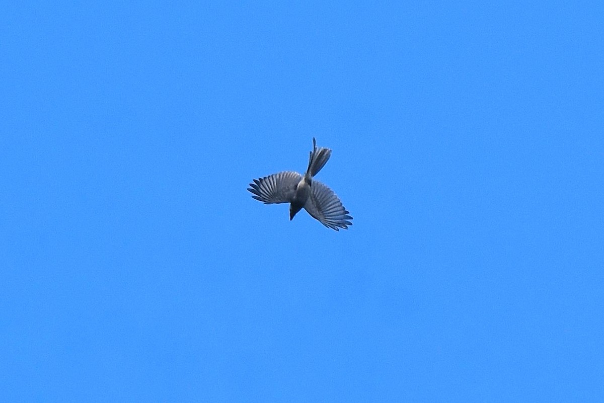 Kül Rengi Drongo - ML659514357