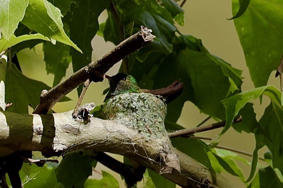 Berylline Hummingbird - ML659514395