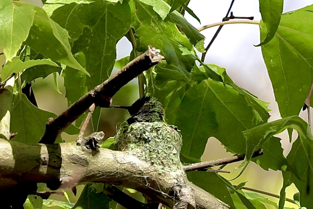 Berylline Hummingbird - ML659514396