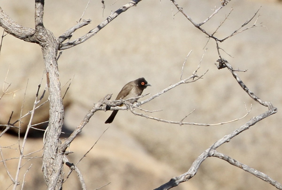 Black-fronted Bulbul - ML659515026