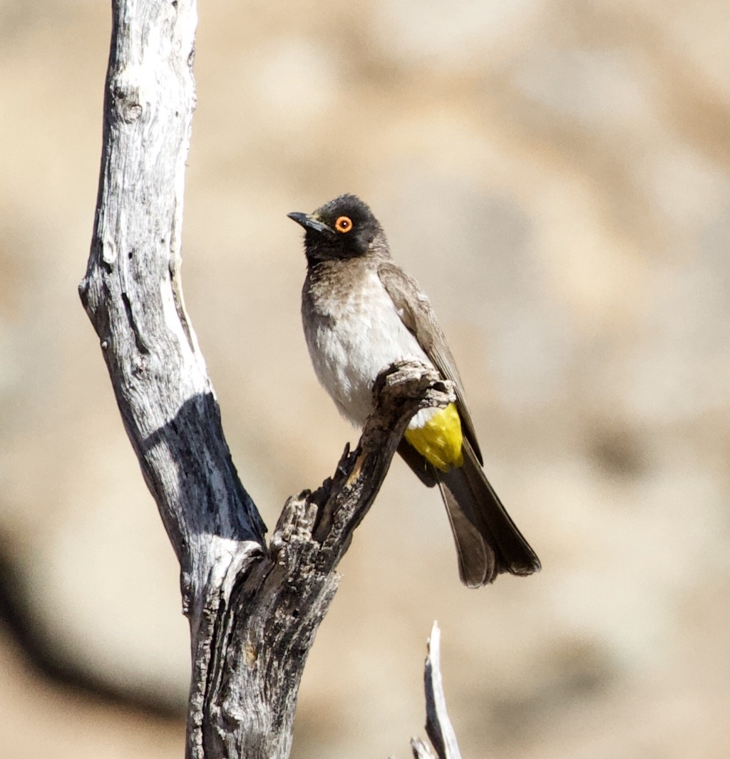Black-fronted Bulbul - ML659515241