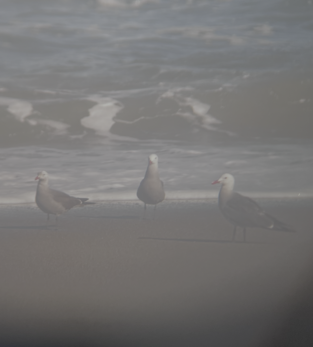 Heermann's Gull - ML659516237