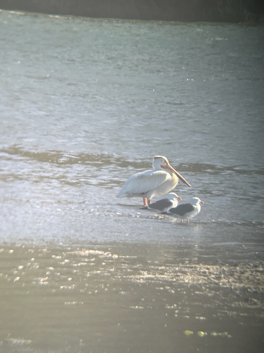 American White Pelican - ML659516272