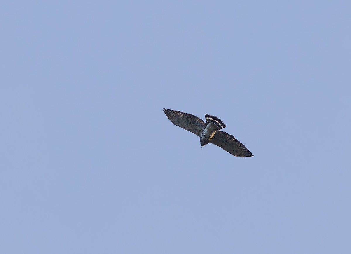 Broad-winged Hawk - ML659516281