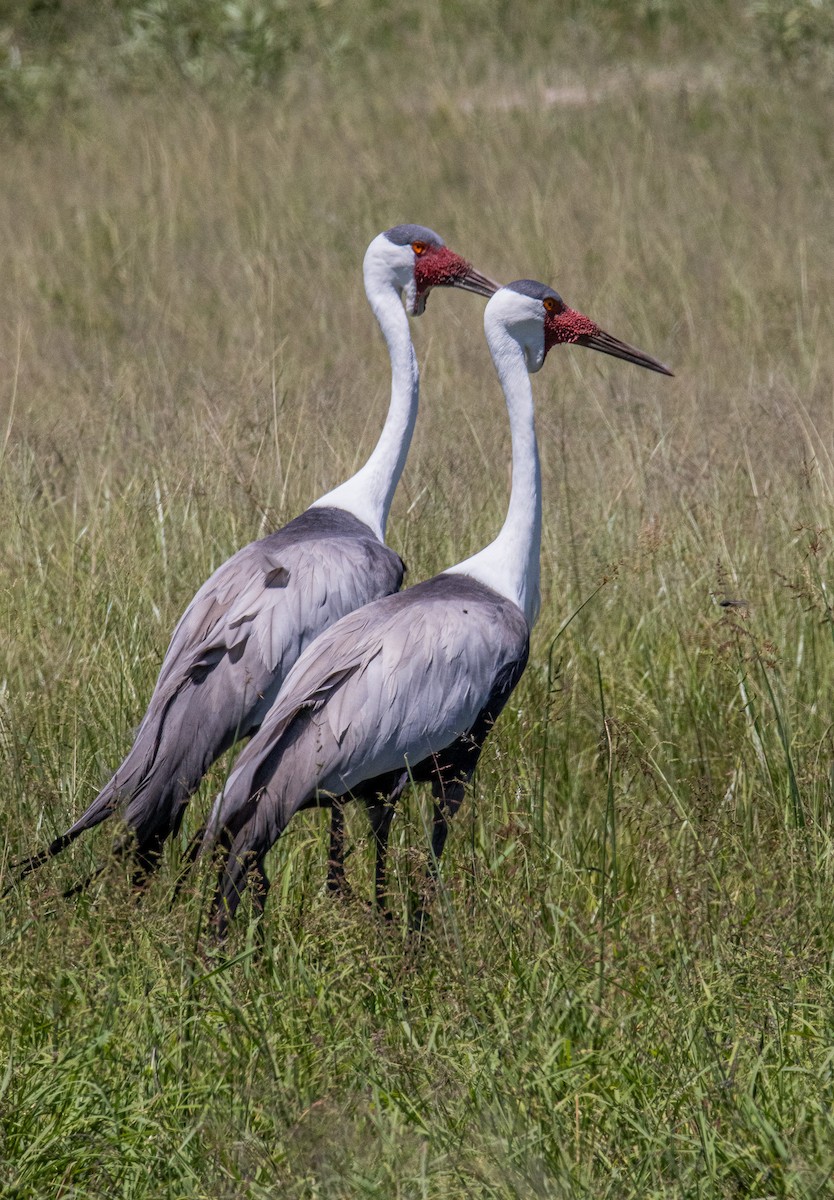 Grulla Carunculada - ML659516390
