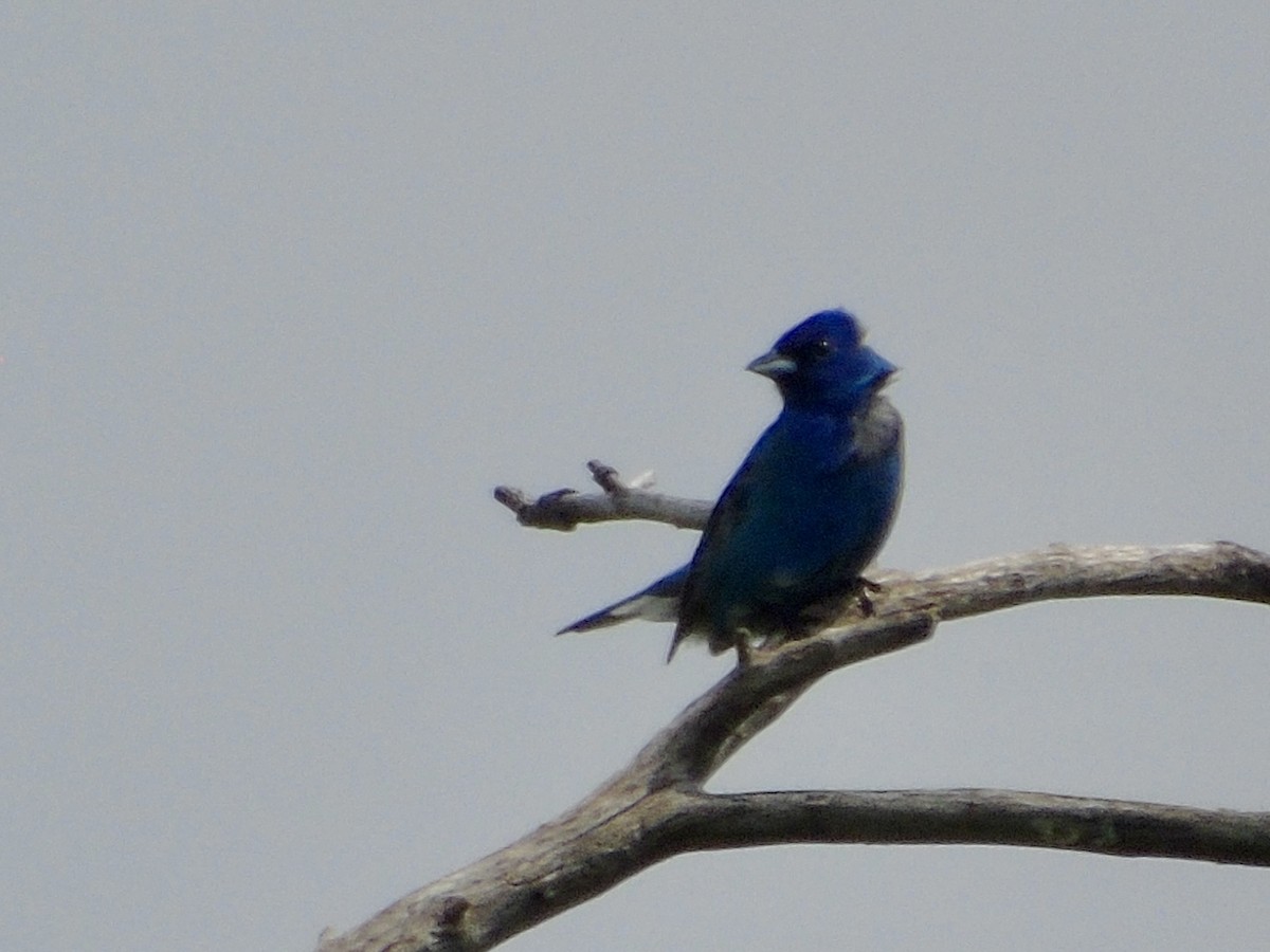Indigo Bunting - ML659516755