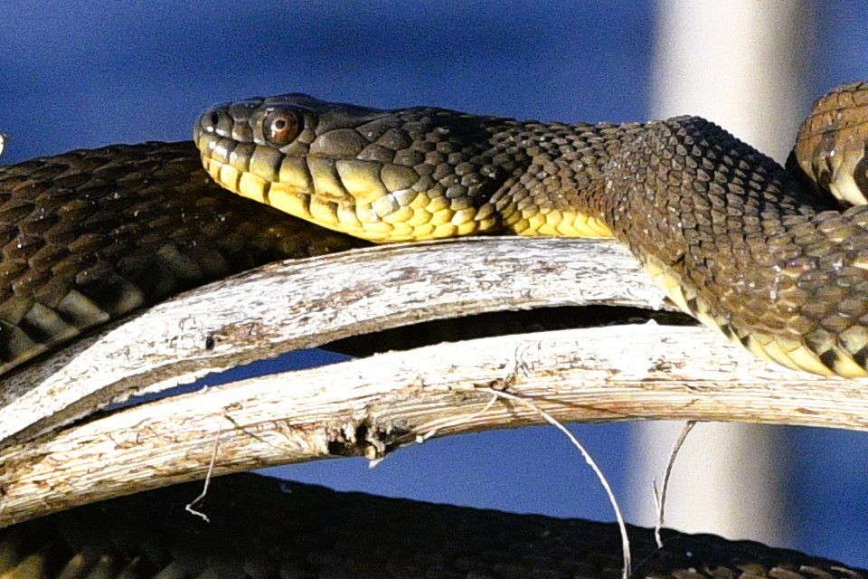 Diamondback Watersnake - ML659516885